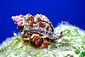 Hermit Crab